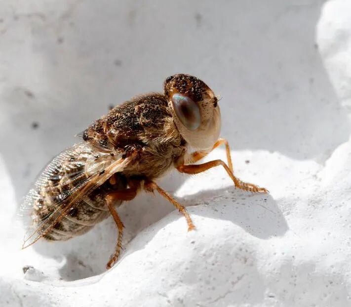  【医学前沿】人体鼻窦惊现蝇蛹：羊狂蝇跨物种寄生机理深度剖析 健康养生