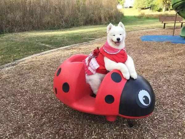  78岁上海奶奶的宠物高定：用一针一线，缝补人与毛孩子之间的深情 情感心理