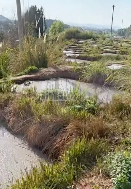 环保监管高压下的养猪场“合规幻象”：技术规范与执法缝隙深度剖析