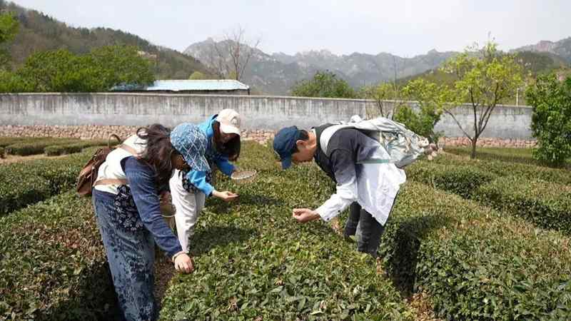  从叶片到产业链：崂山茶旅融合的技术演进与商业重构 文化旅游