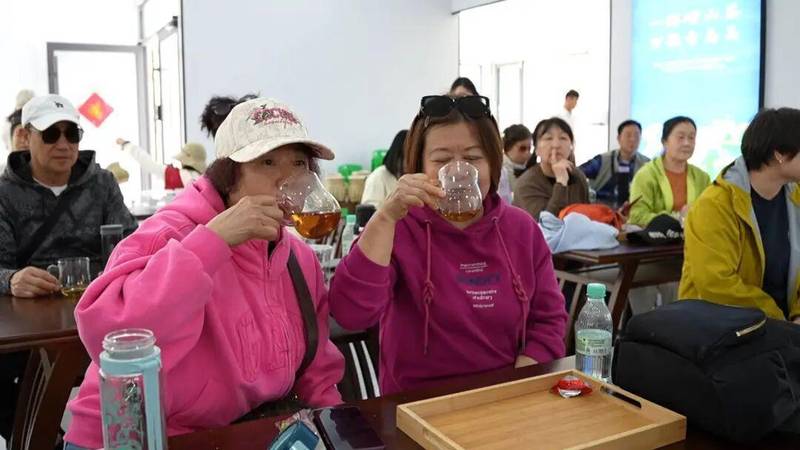  从叶片到产业链：崂山茶旅融合的技术演进与商业重构 文化旅游