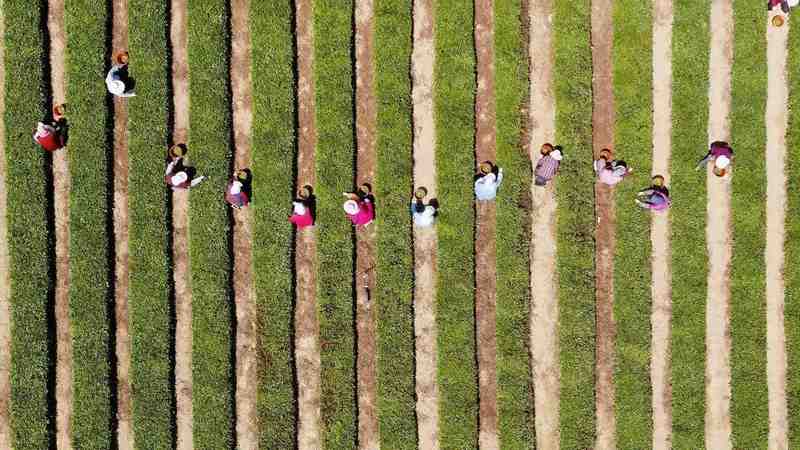  从叶片到产业链：崂山茶旅融合的技术演进与商业重构 文化旅游