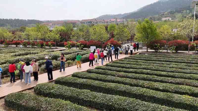 从叶片到产业链：崂山茶旅融合的技术演进与商业重构 文化旅游